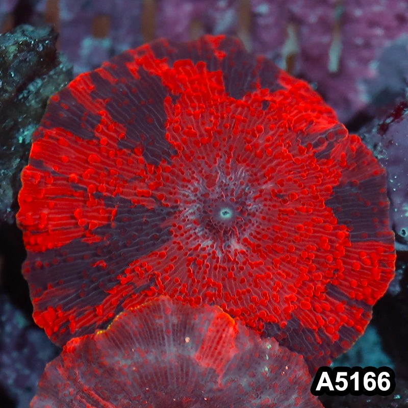 Item#A5166IN5166(S) WYSIWYG Aussie Ultra Unique Deadpool Mushroom