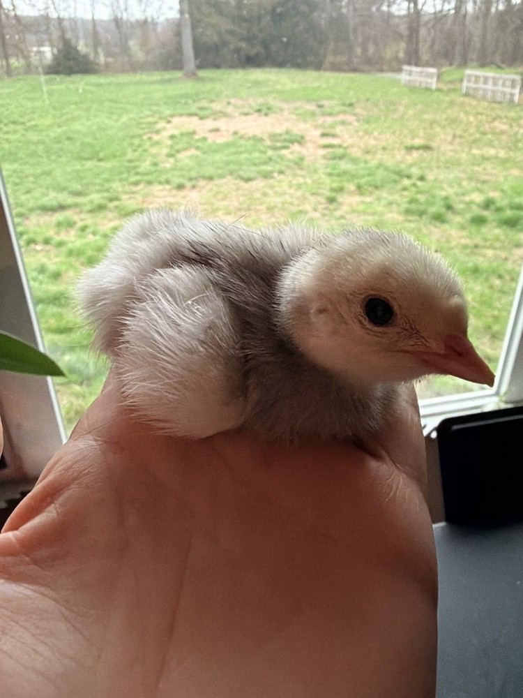 4 Heritage Breed Blue Slate Turkey Hatching Eggs