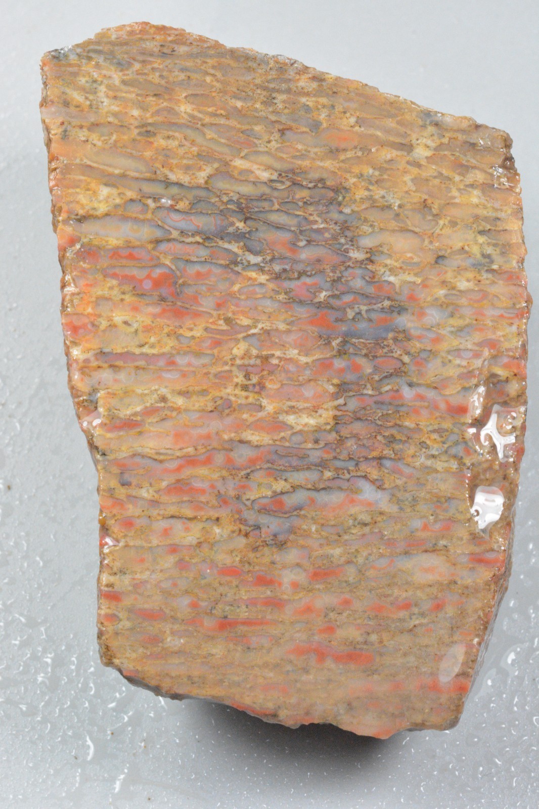 Agatized Dinosaur Bone, Utah, EX Shirley Collection, 275 grams