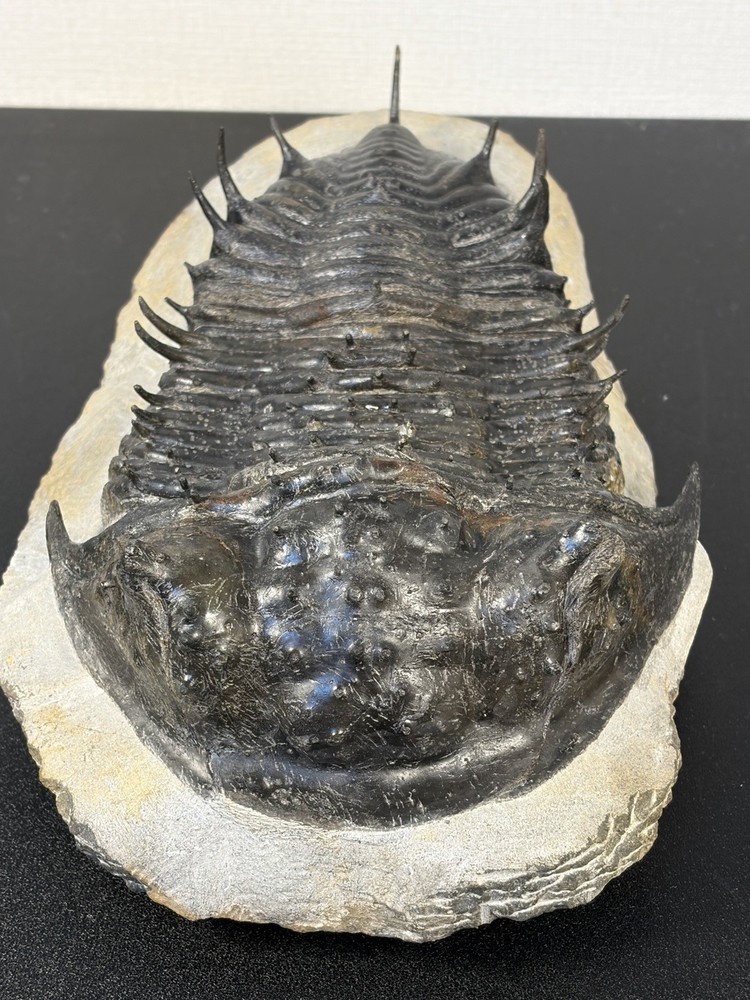 trilobite