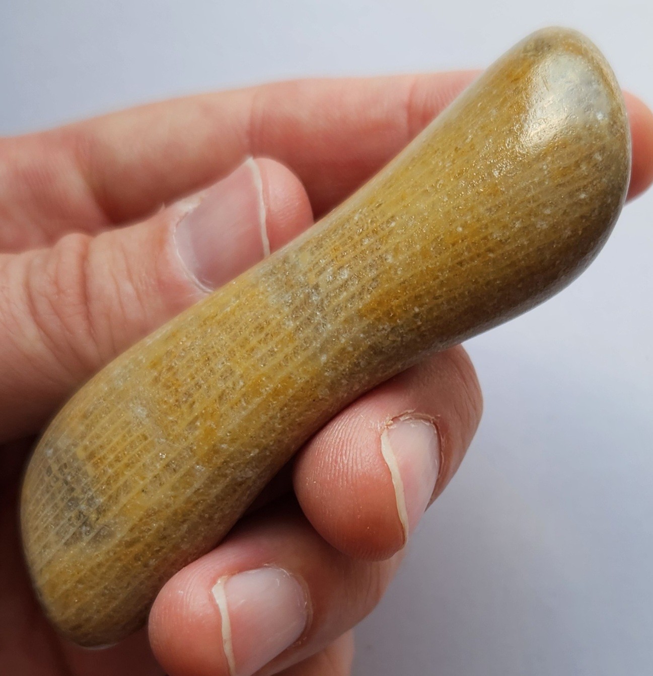 70g Awesome Tumbled Fossil Horned Coral Central Texas Pennsylvanian