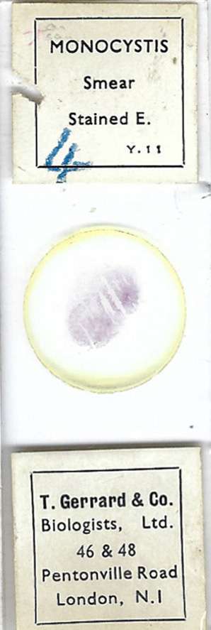 Monocystis sp. Smear Microscope Slide