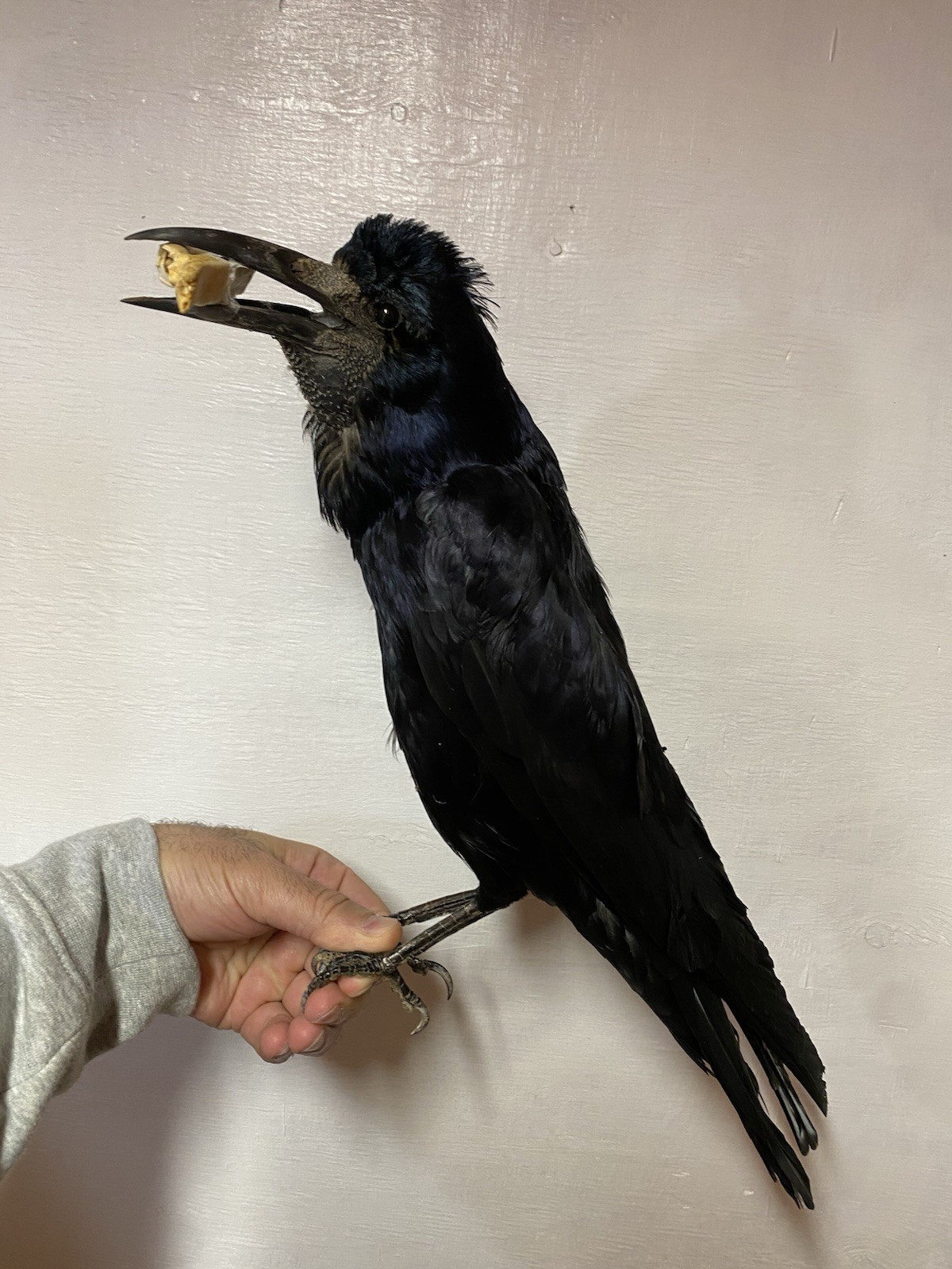 taxidermy ROOK Bird