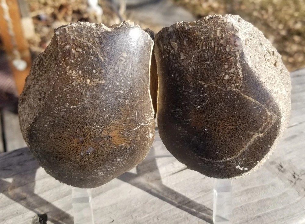 Nice Stegosaurus Vertebra Agatized Split Polished Multicolor Solid Morrison 2+Lb
