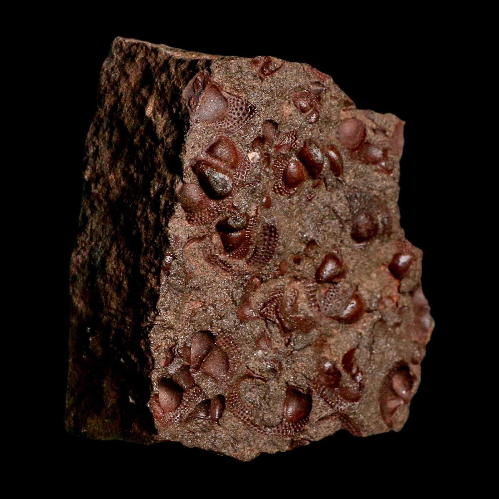 3.1" Trilobite Mortality Plate Fossil Devonian Age 400 Million Years Old COA