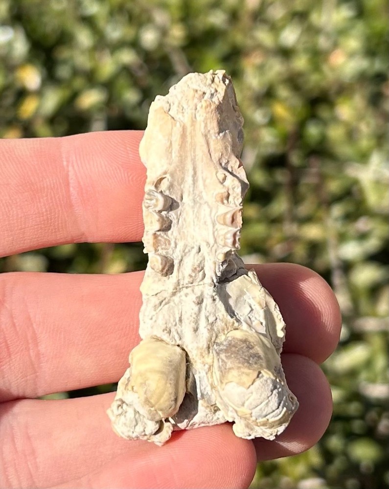Fossil Ischyromys Partial Skull White River Mammal Squirrel Oligocene Age