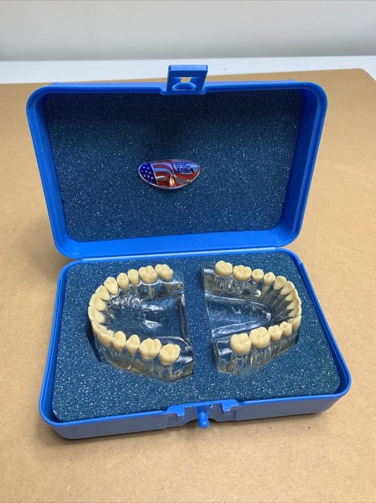 Viade Clear Translucent Anatomical Model (#2072)