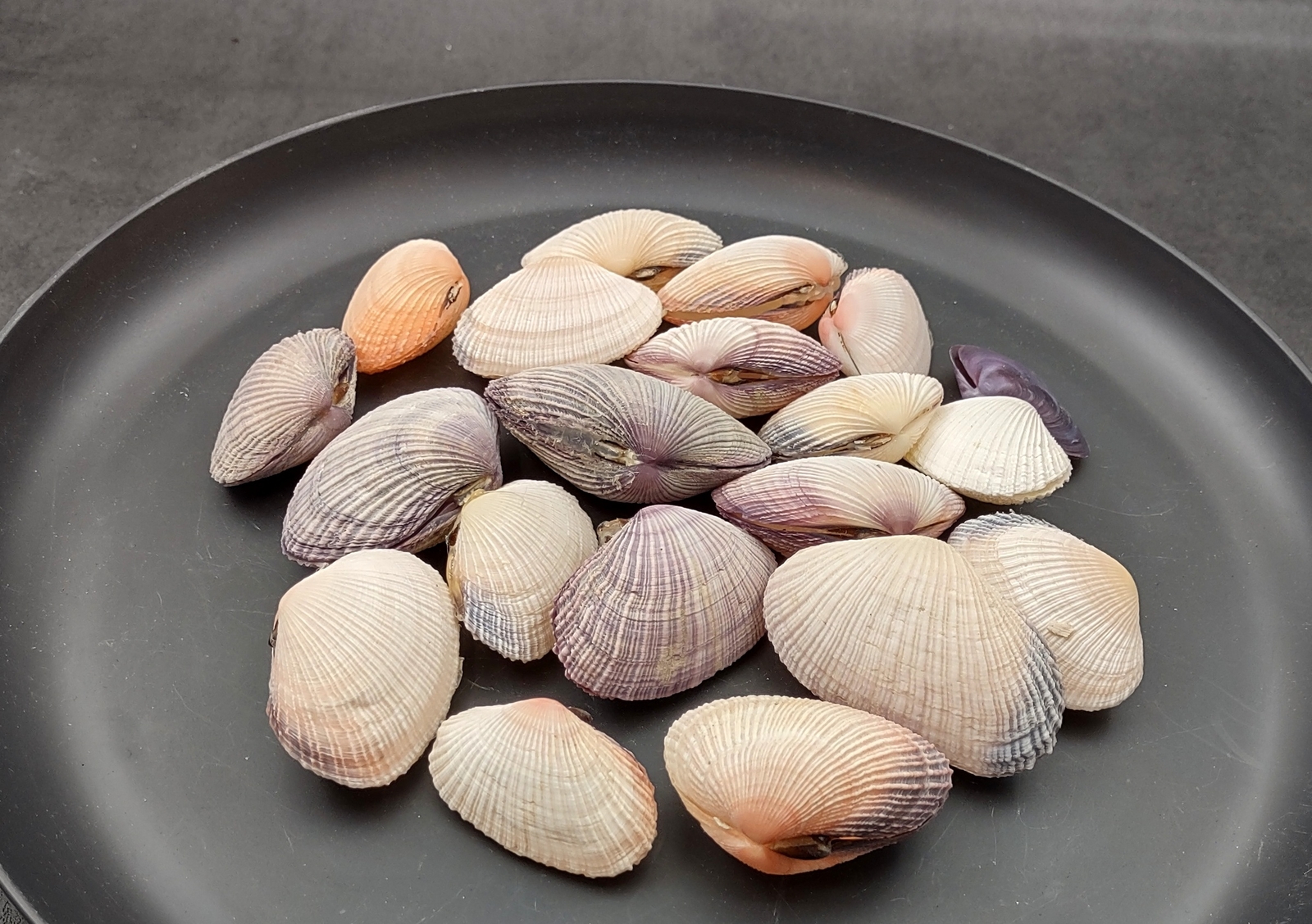 Pacific Clam Seashell Pairs Purple Tan Brown (5 Shell pairs approx. 1.5+ inches)