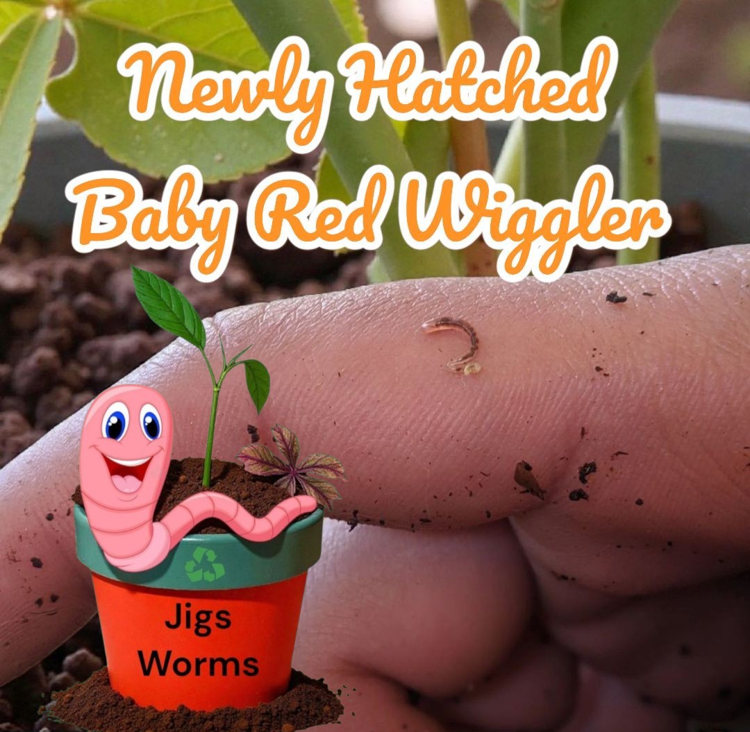 (JIGS) LIVE Red Wiggler Composting Worm Mix Approx 1,000 (1 LB) Voracious Eaters