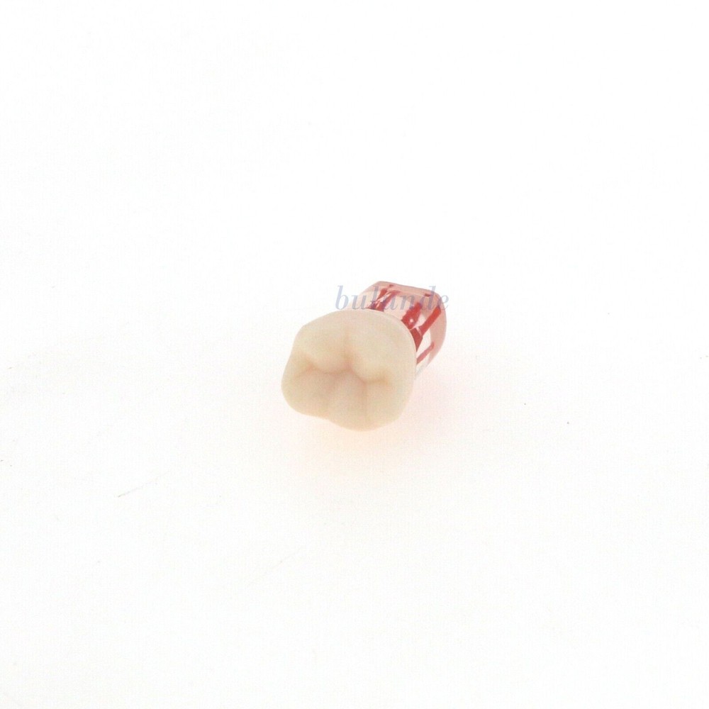 Dental Endo Root Canal Teeth Model Study Practice Typodont Model #36#45#46