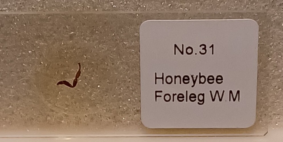 Microscope Slides (Animals) 100 Glass Slides New