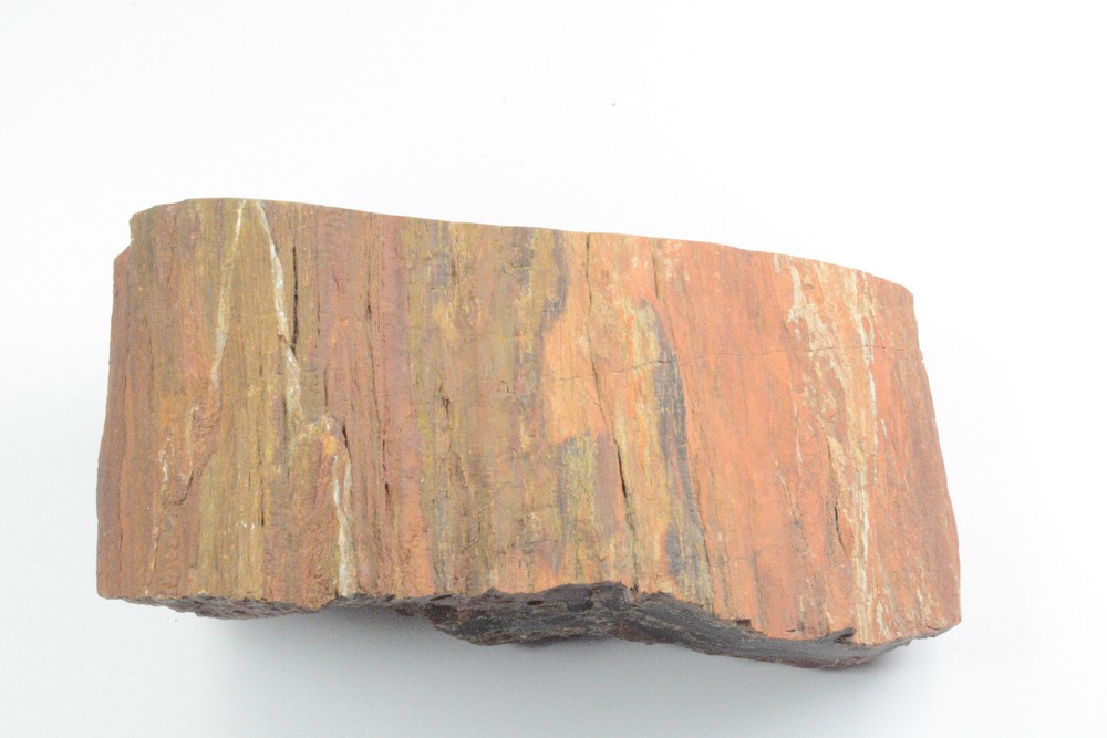 Petrified Wood Circle Cliffs Utah Polished
