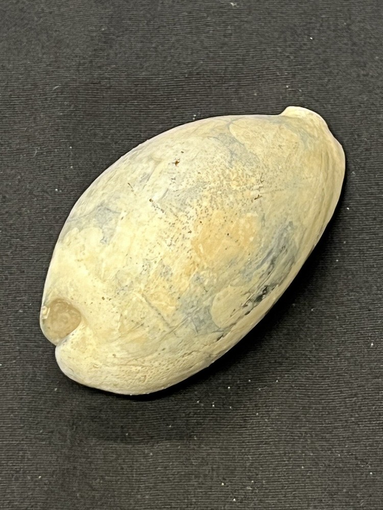 EXTINCT Fossilized COWRIE Shell From Central Florida - Pliocene Era.