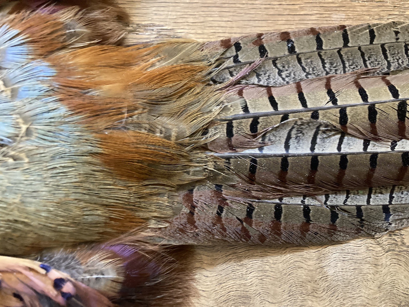 Rooster RINGNECK PHEASANT Full SKIN 2 Wings Tail Feathers Wall Art Man Cave