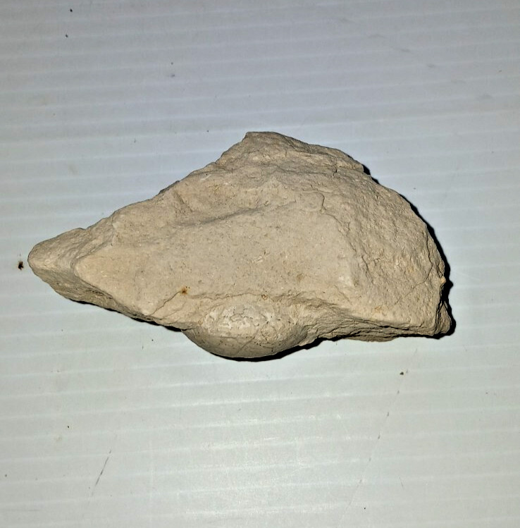 Turtle Egg Fossil?