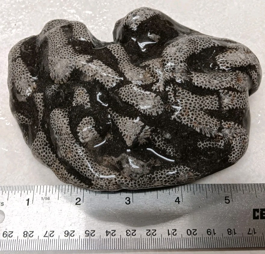 Michigan Cladopora 1 lb 9 oz Natural Display Specimen Ancient Devonian Fossil