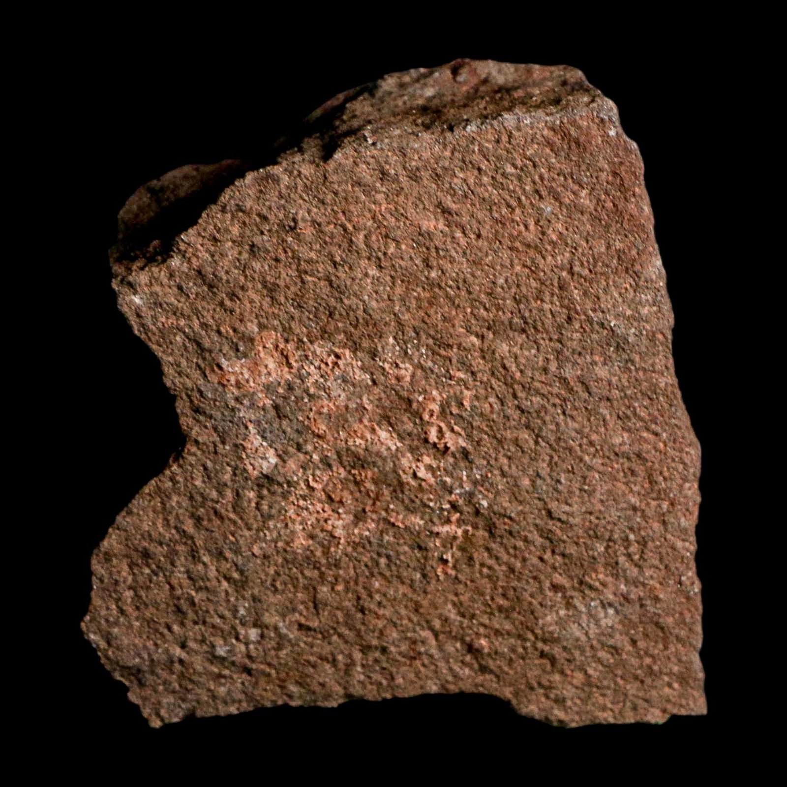 3.1" Trilobite Mortality Plate Fossil Devonian Age 400 Million Years Old COA