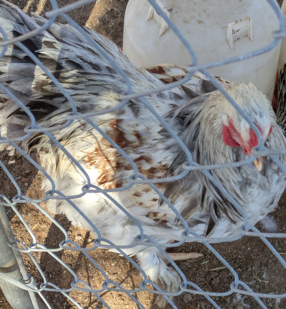 Brahma Chicken Hatching Eggs 10+2 Pack