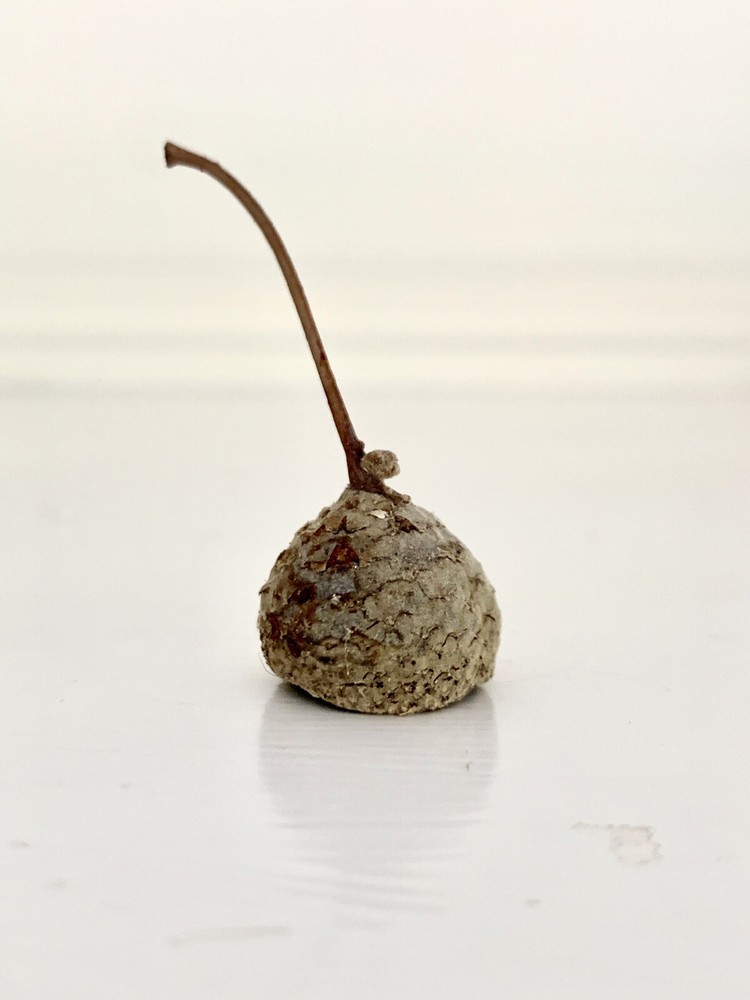 50 Acorn Caps/Tops - Assorted Sizes