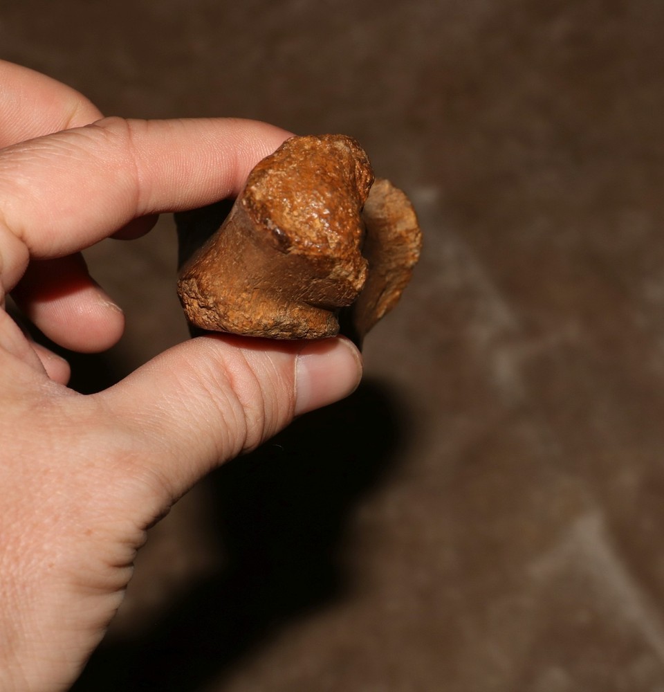 Vertebra Process - Authentic Dinosaur Fossil - Hell Creek Formation Cretaceous