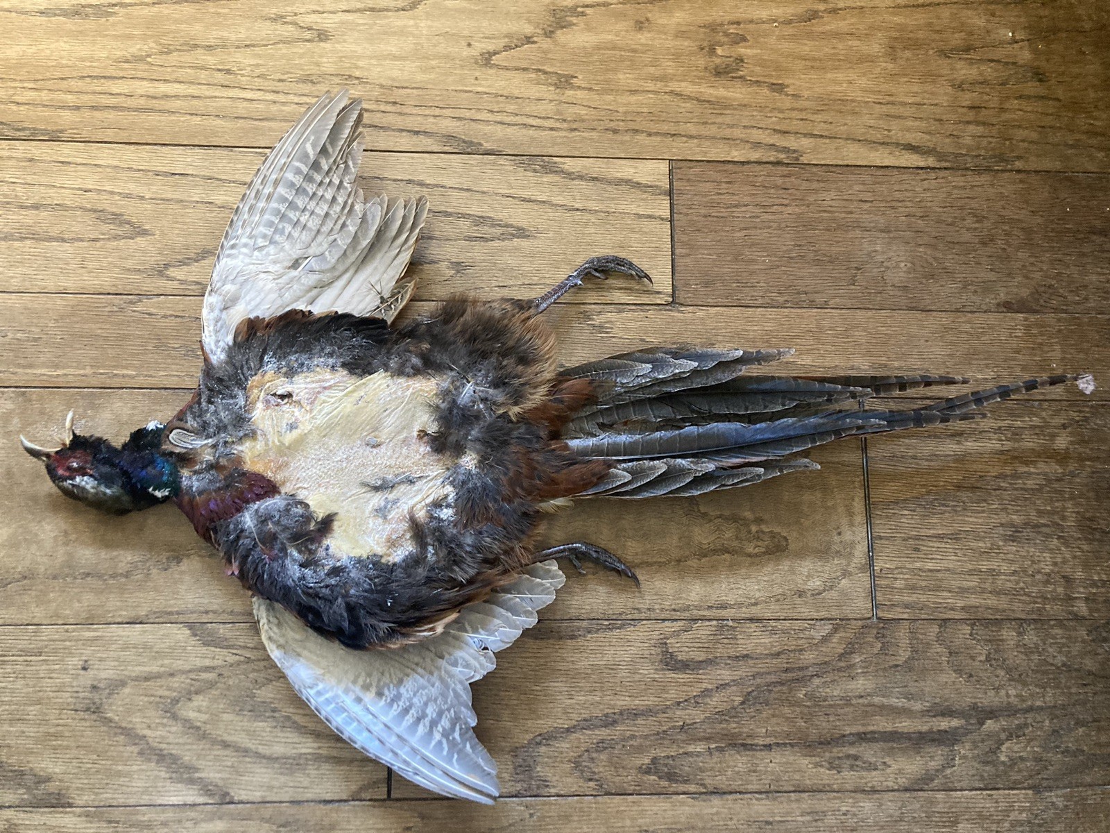 Rooster RINGNECK PHEASANT Full SKIN 2 Wings Tail Feathers Wall Art Man Cave