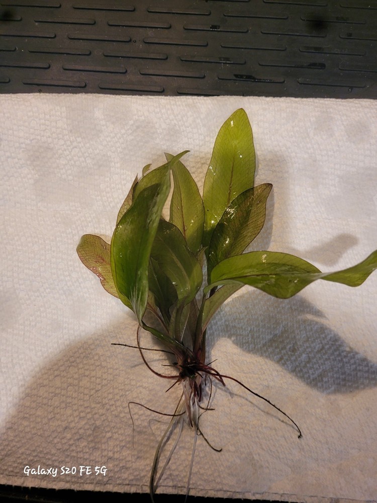 Red Rubin Amazon Sword Plant