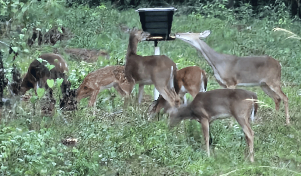 Corn deer feeder