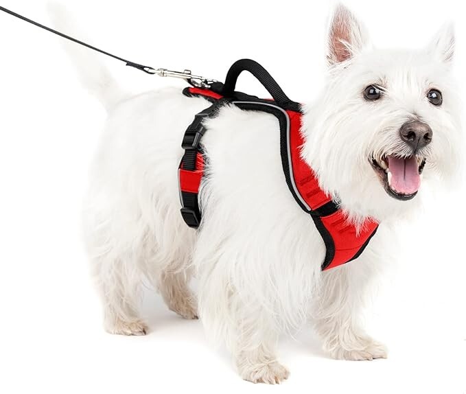 PetSafe EasySport Harness Red - Size Medium