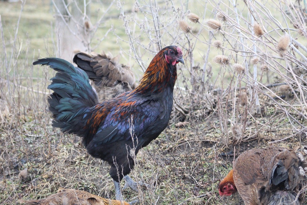 Bruges Fighter Hatching Eggs (12)