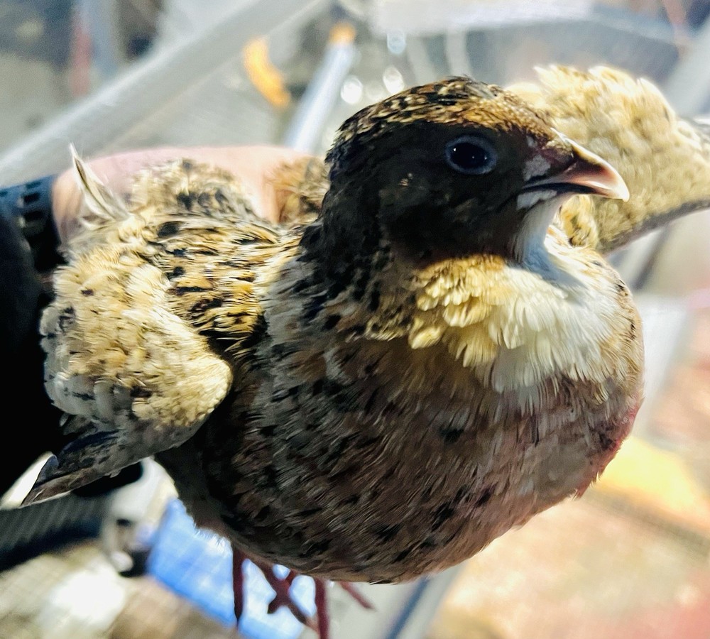 42 + 6 Extra Hatching Coturnix Jumbo Quail