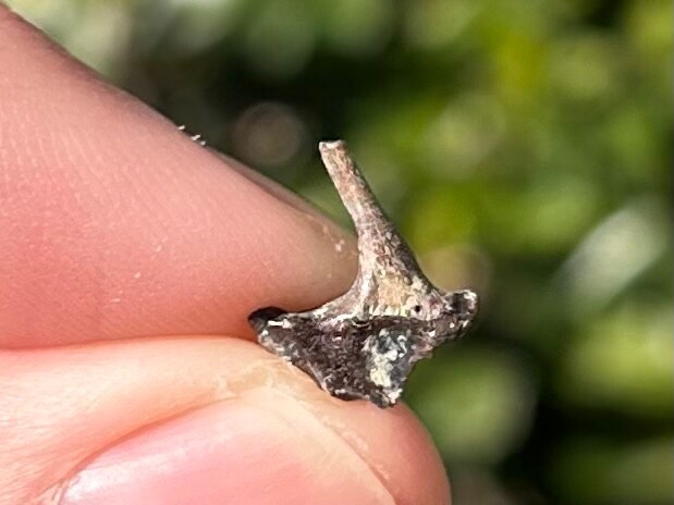 Fossil Fish Jaw Section Texas Cretaceous Age Ozan Formation