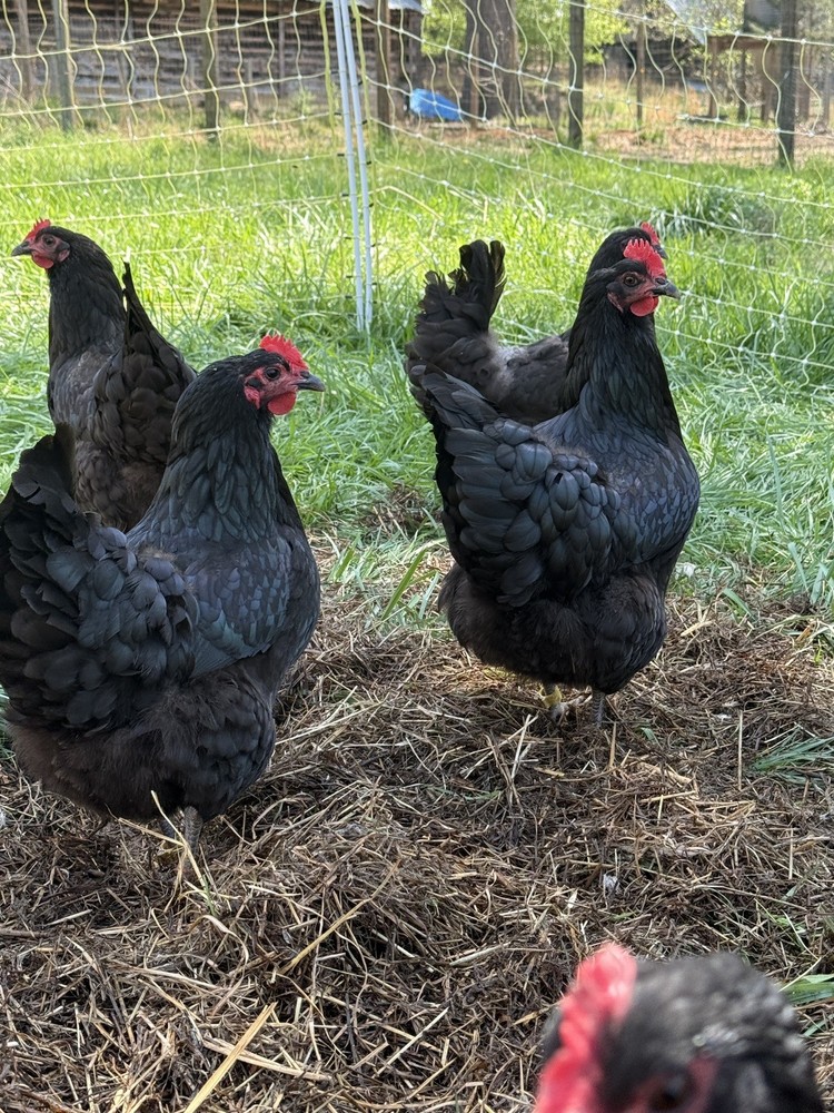 NPIP Certified Australorp Hatching Eggs 12+ 2