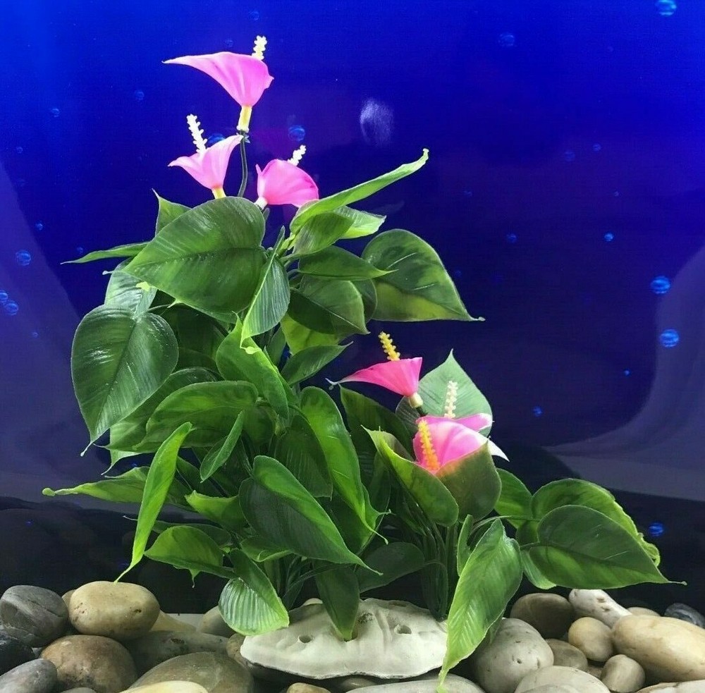 NEW BIG BUSH