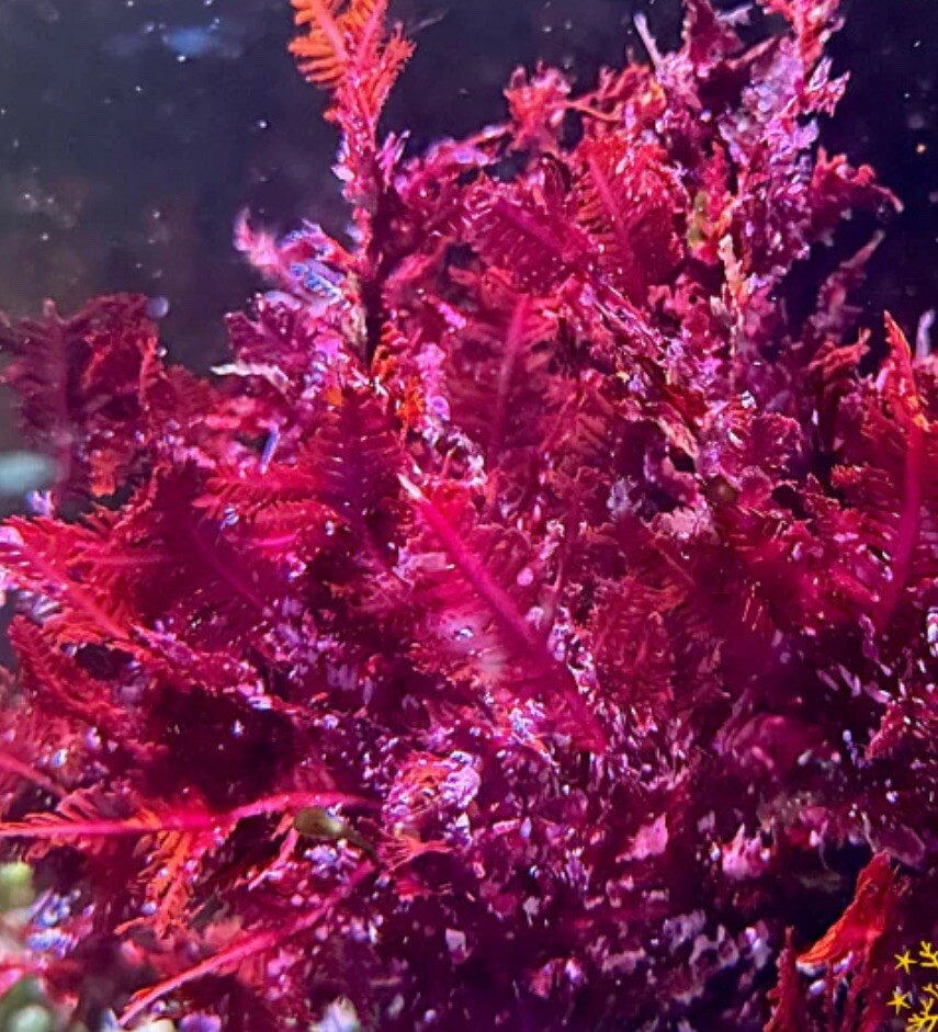 Live Red Fern Macroalgae 2” Frag Reef Tank Refugium