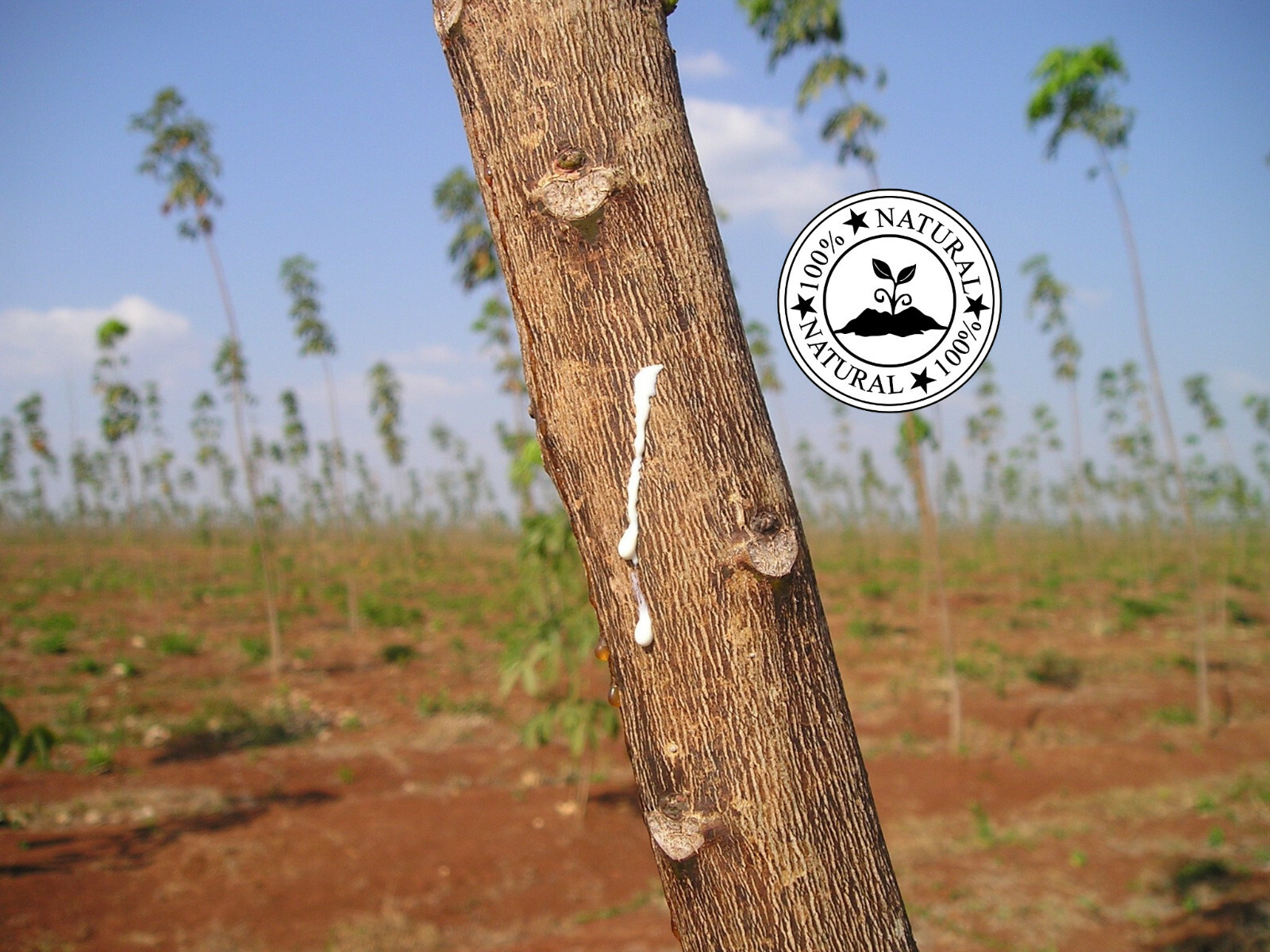 Platinum Rubber Bands #84 Size Black (Extra Wide 1/2 Inch, Large) UV Rated 1LB