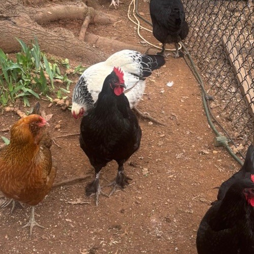 12 Midnight Majesty Maran Hatching Eggs **NC ONLY**