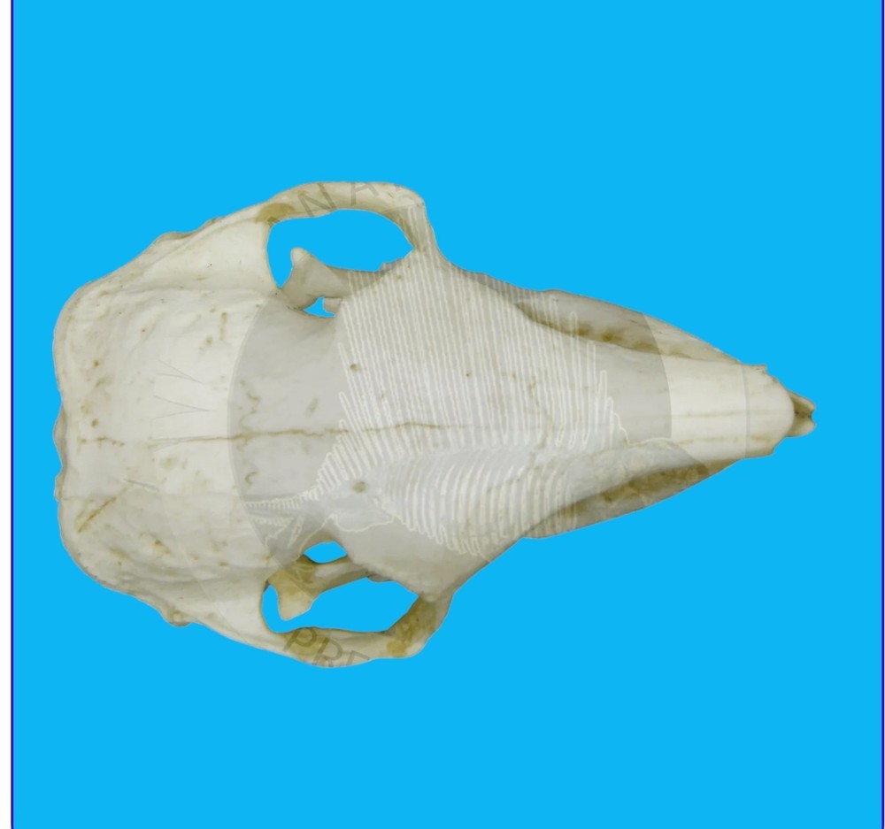 ARMADILLO DWARF SKULL REPLICA