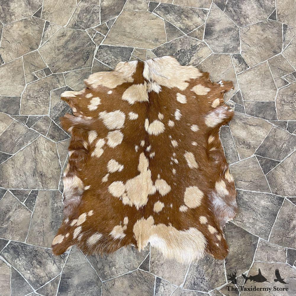 #25316 E+ | Goat Hide Taxidermy Skin