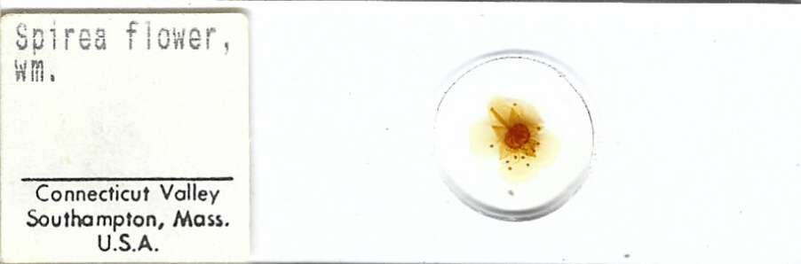 Spirea Flower w.m. Microscope Slide