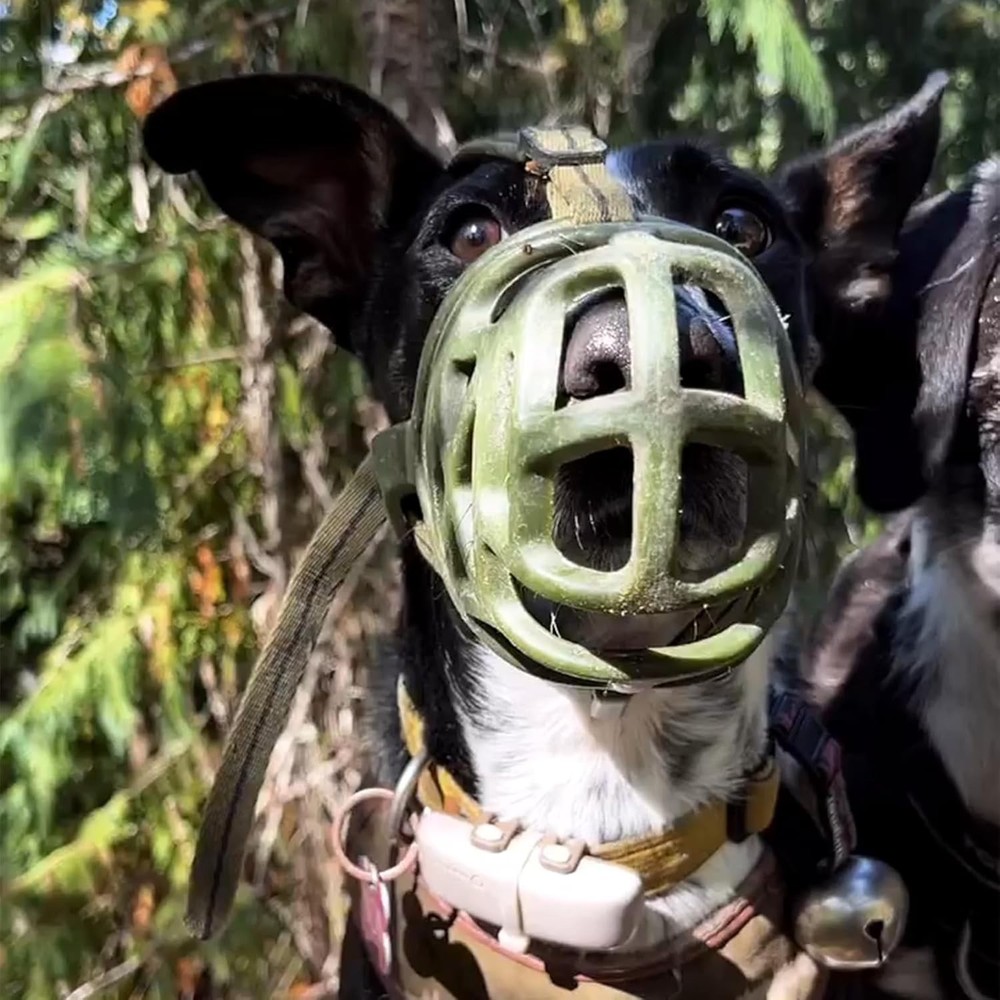 Dog muzzle breathable basket for all sizes