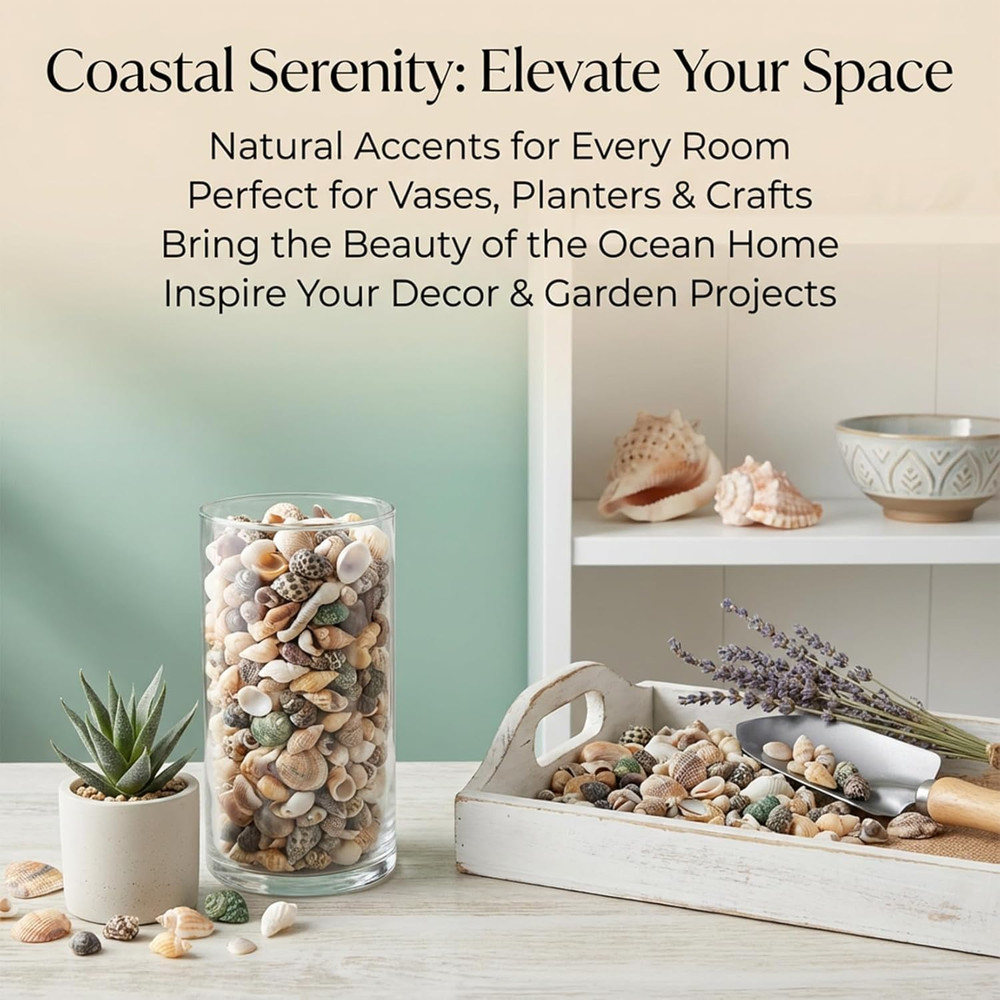 Tiny Seashells for Crafts - Small Sea Shells Mixed Ocean Beach Shells Bulk for H