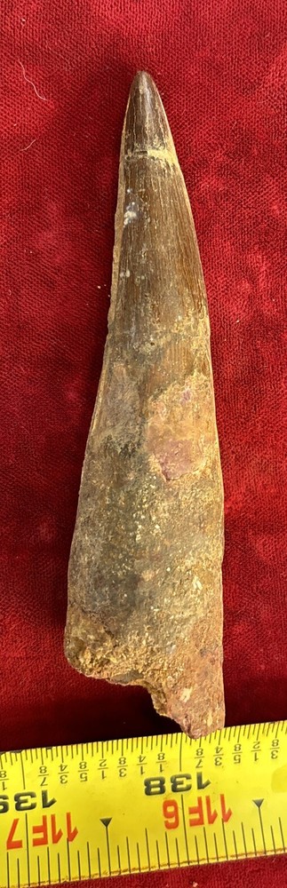 Authentic 4” Spinosaurus Tooth Fossil