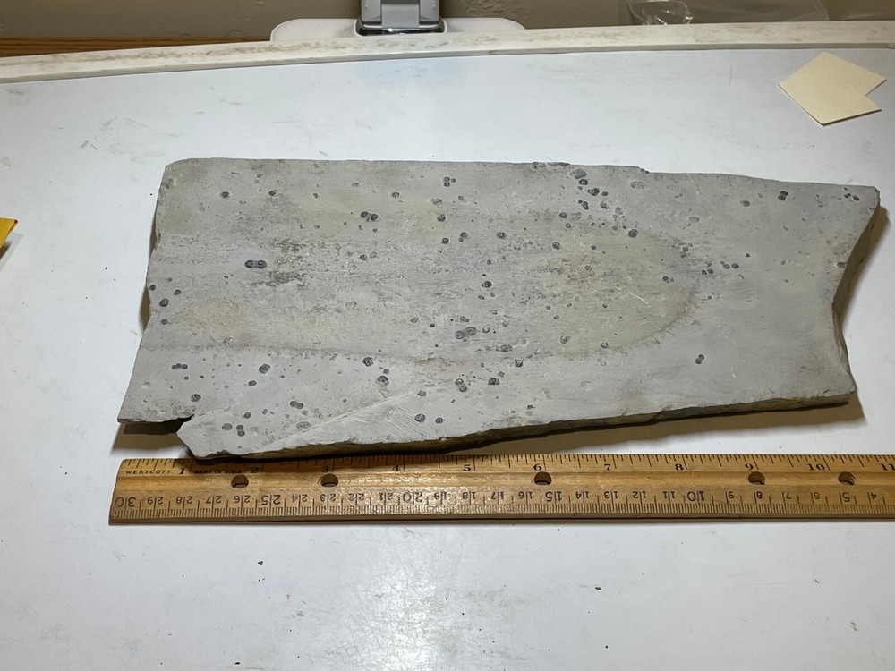 PERONOPSIS FOSSIL LARGE MULTIPLE TRILOBITE PLATE