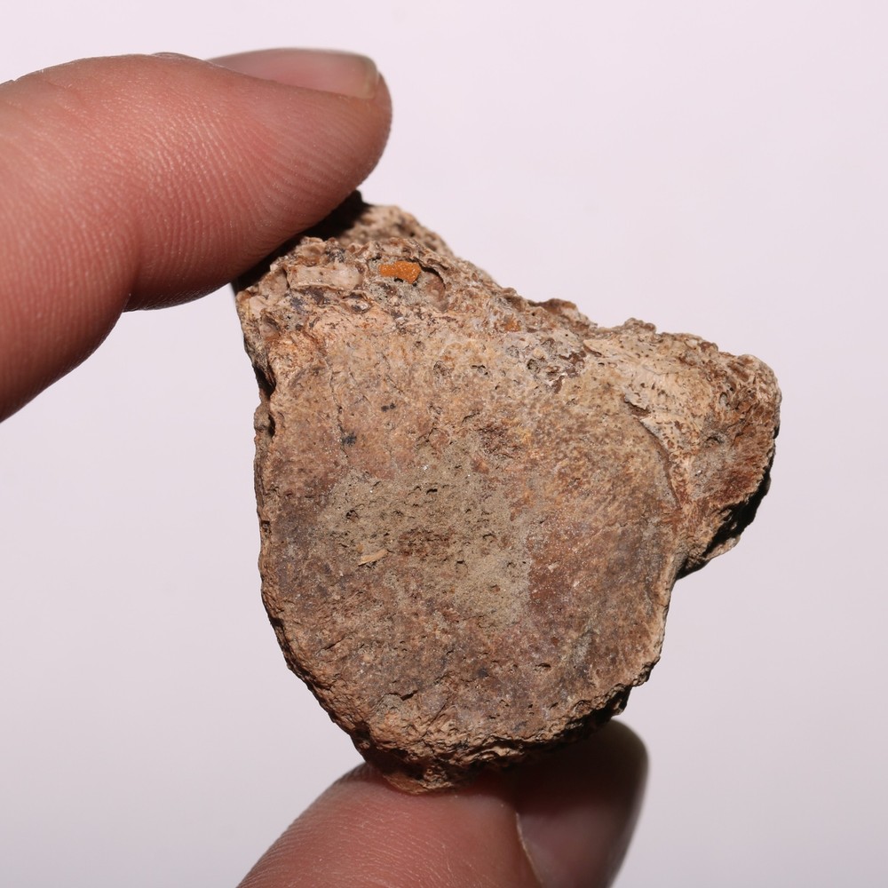 Vertebra Process - Dinosaur Fossil Authentic Cretaceous Hell Creek Formation