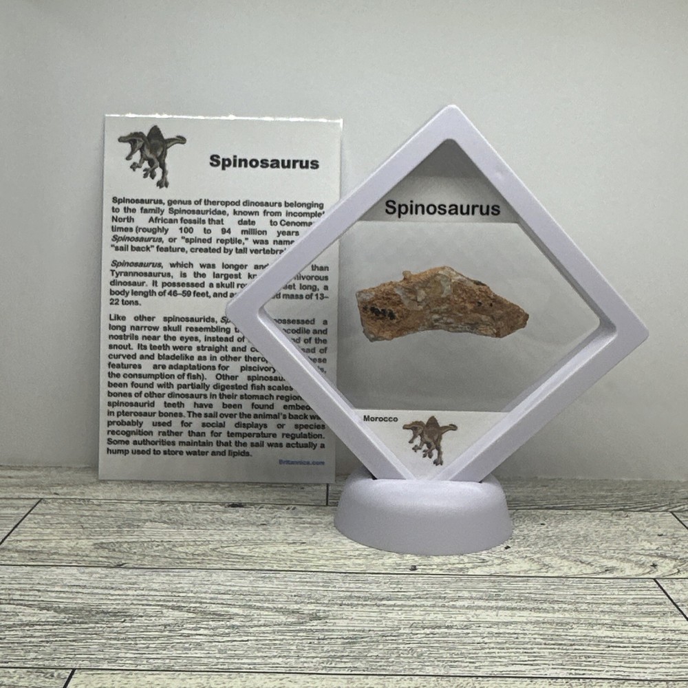 Spinosaurus Extinct Dinosaur Bone Fossil in Display Case