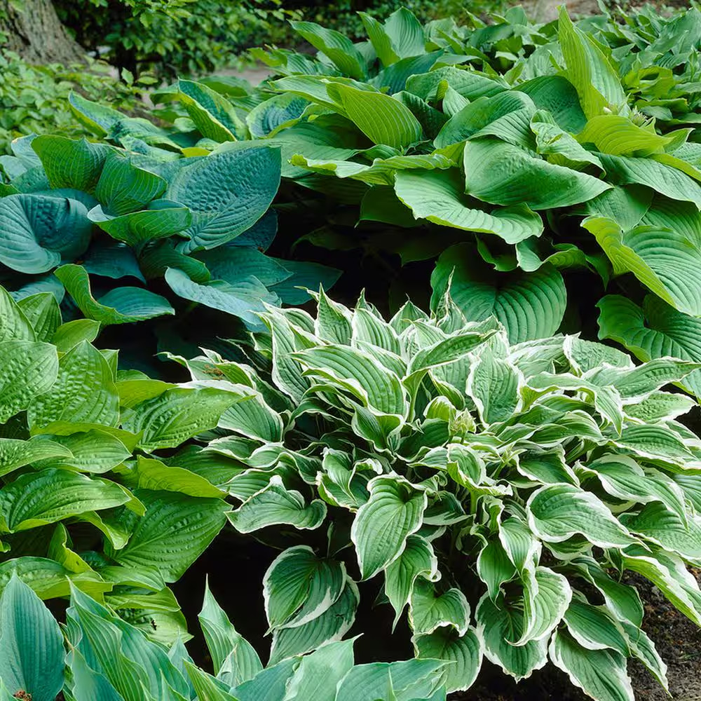 Hostas Premium Blend Roots (6-Set)