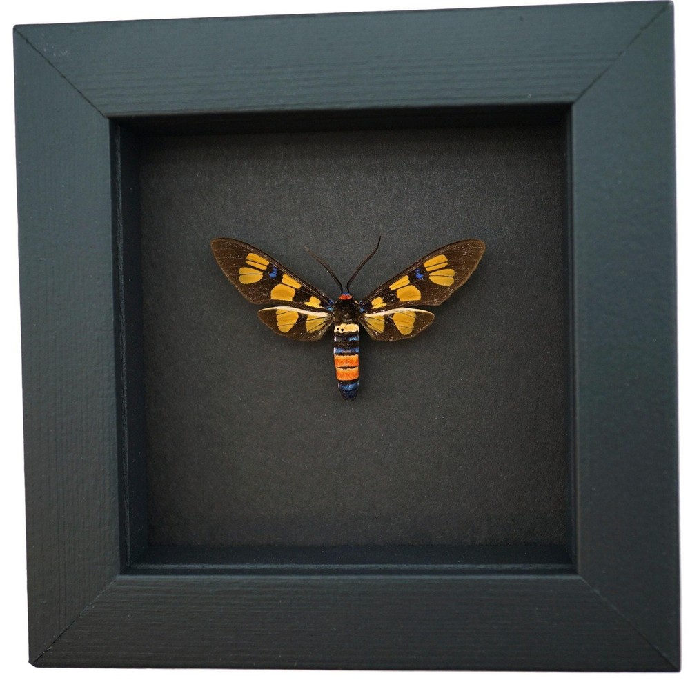 Wasp Mimic Moth: Framed Painted Handmaiden Insect Display