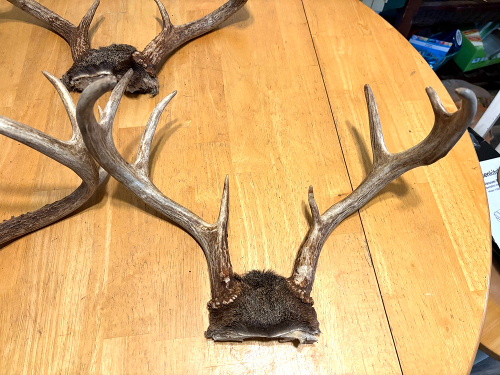 "3" WILD 8 POINT WHITE TAIL ANTLERS,SKULL CAP MOUNTS