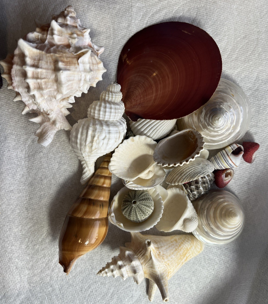 Sea Shells Shell Saltwater Variety Lot Assorted Vintage