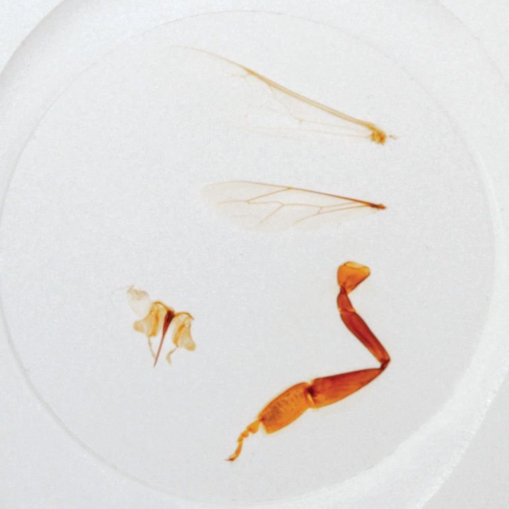 ABGIL Inscet Antenna Microscopic Slides